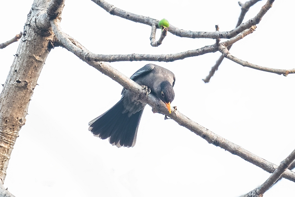 Indian Blackbird 